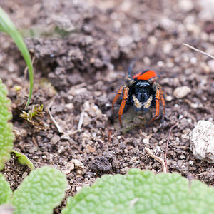 Philaeus chrysops (Salticidae)  - Saltique sanguinolent Seine-et-Marne [France] 13/05/2010 - 140m