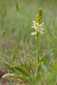 Platanthera chlorantha (Orchidaceae)  - Platanthère à fleurs verdâtres, Orchis vert, Orchis verdâtre, Plalatanthère des montagnes, Platanthère verdâtre - Greater Butterfly-orchid Lozere [France] 28/05/2010 - 820m