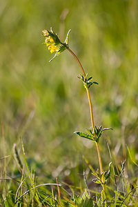 Rhinanthus minor (Orobanchaceae)  - Rhinanthe mineur, Petit cocriste, Petit rhinanthe, Rhinanthe à petites fleurs - Yellow-rattle Lozere [France] 27/05/2010 - 870m