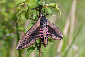 Sphinx ligustri (Sphingidae)  - Sphinx du Troène - Privet Hawk-moth Meuse [France] 15/05/2010 - 290m