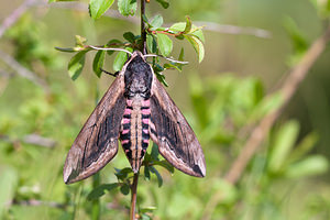 Sphinx ligustri (Sphingidae)  - Sphinx du Troène - Privet Hawk-moth Meuse [France] 15/05/2010 - 290m