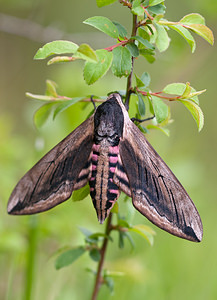 Sphinx ligustri (Sphingidae)  - Sphinx du Troène - Privet Hawk-moth Meuse [France] 15/05/2010 - 270m