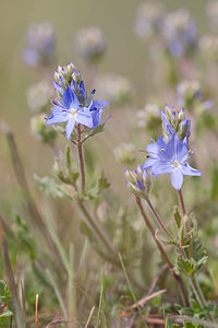 Veronica orsiniana (Plantaginaceae)  - Véronique dOrsini, Véronique douteuse Lozere [France] 26/05/2010 - 950m