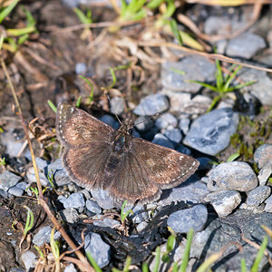 Erynnis tages (Hesperiidae)  - Point de Hongrie, Grisette - Dingy Skipper  [Suisse] 23/06/2010 - 1340m