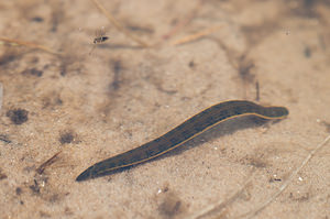 Hirudo medicinalis (Hirudinidae)  - Sangsue médicinale, Sangsue médicinale européenne - Medicinal Leech, European medicinal leech Nord [France] 05/06/2010 - 10mOu peut-?tre Hirudo verbana