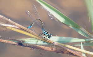 Ischnura elegans (Coenagrionidae)  - Agrion élégant - Blue-tailed Damselfly Nord [France] 05/06/2010 - 10m