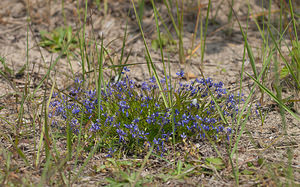 Polygala vulgaris (Polygalaceae)  - Polygale commun, Polygala commun, Polygala vulgaire - Common Milkwort Nord [France] 05/06/2010 - 10m