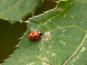 Adalia bipunctata (Coccinellidae)  - Coccinelle à deux points - Two-spot Ladybird Pas-de-Calais [France] 25/07/2010forme typique