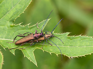 Aromia moschata (Cerambycidae)  - Parfumeur, Aromie musquée, Capricorne musqué - Musk Beetle Pas-de-Calais [France] 25/07/2010