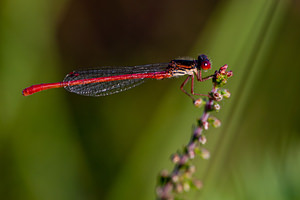 Ceriagrion tenellum (Coenagrionidae)  - Agrion délicat - Small Red Damselfly Marne [France] 11/07/2010 - 250m