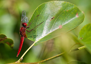 Crocothemis erythraea (Libellulidae)  - Crocothémis écarlate - Scarlet Dragonfly Nord [France] 18/07/2010 - 20m