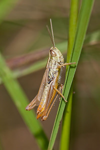 Euchorthippus declivus (Acrididae)  - Criquet des mouillères, Criquet des Bromes Meuse [France] 12/07/2010 - 340m