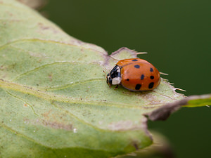 Harmonia axyridis (Coccinellidae)  - Coccinelle asiatique, Coccinelle arlequin - Harlequin ladybird, Asian ladybird, Asian ladybeetle Pas-de-Calais [France] 25/07/2010forme succinea