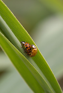 Harmonia axyridis (Coccinellidae)  - Coccinelle asiatique, Coccinelle arlequin - Harlequin ladybird, Asian ladybird, Asian ladybeetle Pas-de-Calais [France] 25/07/2010accouplement forme succinea