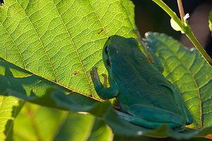 Hyla arborea Rainette verte Common Tree Frog