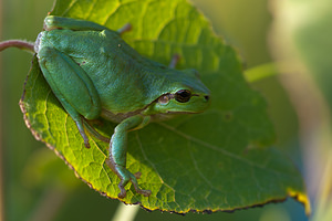 Hyla arborea (Hylidae)  - Rainette verte - Common Tree Frog Pas-de-Calais [France] 24/07/2010 - 10m