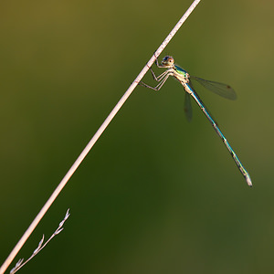 Lestes virens vestalis (Lestidae)  - Leste verdoyant septentrional Marne [France] 11/07/2010 - 240m