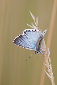 Lysandra coridon (Lycaenidae)  - Argus bleu-nacré - Chalk-hill Blue Ardennes [France] 12/07/2010 - 160m