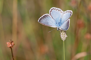 Lysandra coridon (Lycaenidae)  - Argus bleu-nacré - Chalk-hill Blue Ardennes [France] 13/07/2010 - 160m