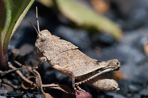 Oedipoda caerulescens (Acrididae)  - Oedipode turquoise, Criquet à ailes bleues - Blue-winged Grasshopper Nord [France] 18/07/2010 - 20m