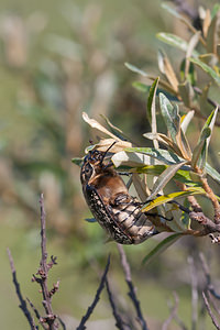 Polyphylla fullo (Scarabaeidae)  - Hanneton foulon, Hanneton des pins - Pine Chafer Nord [France] 24/07/2010