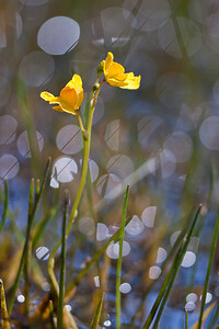 Utricularia neglecta (Lentibulariaceae)  - Utriculaire australe, Utriculaire citrine, Utriculaire élevée, Grande utriculaire, Utriculaire négligée - BladderwortUtricularia tenuicaulis x Utricularia vulgaris. Marne [France] 11/07/2010 - 250m