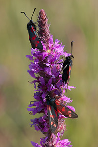 Zygaena filipendulae (Zygaenidae)  - Zygène du Pied-de-Poule, Zygène des Lotiers, Zygène de la Filipendule - Six-spot Burnet Nord [France] 24/07/2010 - 10m