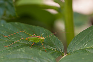 Leptophyes punctatissima (Tettigoniidae)  - Leptophye ponctuée, Sauterelle ponctuée, Barbitiste trèsponctué - Speckled Bush Cricket Nord [France] 07/08/2010 - 40m