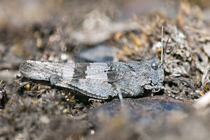 Oedipoda caerulescens (Acrididae)  - Oedipode turquoise, Criquet à ailes bleues - Blue-winged Grasshopper Nord [France] 08/08/2010 - 40m