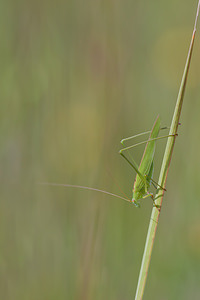 Phaneroptera falcata Phanéroptère commun Sickle-bearing Bush-cricket