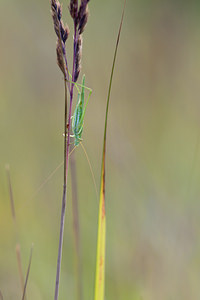 Phaneroptera falcata (Tettigoniidae)  - Phanéroptère commun - Sickle-bearing Bush-cricket  [Belgique] 14/08/2010 - 20m