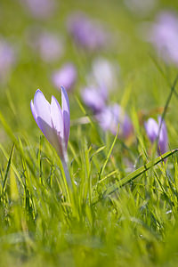 Colchicum autumnale (Colchicaceae)  - Colchique d'automne, Safran des prés - Meadow Saffron Marne [France] 18/09/2010 - 160m