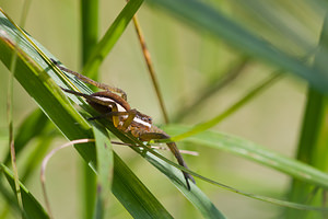Dolomedes fimbriatus (Pisauridae)  - Dolomède des marais, Dolomède bordé - Raft Spider Ardennes [France] 05/09/2010 - 310m