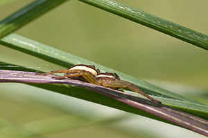 Dolomedes fimbriatus (Pisauridae)  - Dolomède des marais, Dolomède bordé - Raft Spider Ardennes [France] 05/09/2010 - 310m