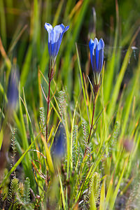 Gentiana pneumonanthe (Gentianaceae)  - Gentiane pneumonanthe, Gentiane des marais, Gentiane pulmonaire des marais - Marsh Gentian Ardennes [France] 05/09/2010 - 320m