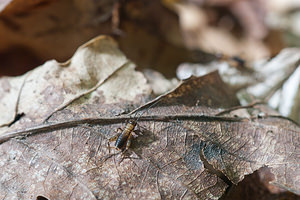Nemobius sylvestris (Trigonidiidae)  - Grillon des bois, Grillon forestier, Nemobie forestier, Némobie forestière - Wood Cricket Marne [France] 18/09/2010 - 170m