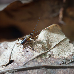 Nemobius sylvestris (Trigonidiidae)  - Grillon des bois, Grillon forestier, Nemobie forestier, Némobie forestière - Wood Cricket Marne [France] 18/09/2010 - 170m