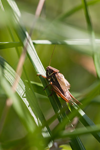 Roeseliana roeselii (Tettigoniidae)  Ardennes [France] 05/09/2010 - 310m