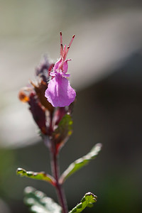 Teucrium chamaedrys (Lamiaceae)  - Germandrée petit-chêne, Chênette - Wall Germander Philippeville [Belgique] 05/09/2010 - 190m