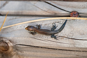 Zootoca vivipara (Lacertidae)  - Lézard vivipare - Viviparous Lizard Ardennes [France] 05/09/2010 - 310m