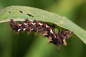 Acronicta rumicis (Noctuidae)  - Noctuelle de la Patience - Knot Grass [moth] Marne [France] 08/10/2010 - 170m