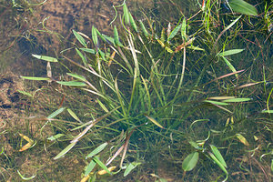 Baldellia ranunculoides (Alismataceae)  - Baldellie fausse Renoncule, Flûteau fausse renoncule - Lesser Water-plantain Marne [France] 09/10/2010 - 250m