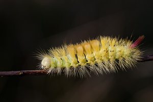 Calliteara pudibunda (Erebidae)  - Pudibonde, Patte-Etendue - Pale Tussock  [France] 09/10/2010 - 230m