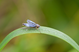 Cicadella viridis (Cicadellidae)  - Cicadelle verte - Green leafhopper Marne [France] 08/10/2010 - 170m