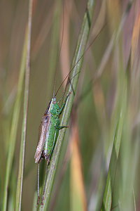 Conocephalus fuscus (Tettigoniidae)  - Conocéphale bigarré, Xiphidion Brun - Long-winged Conehead Marne [France] 09/10/2010 - 240m