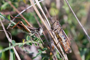 Gomphocerippus rufus (Acrididae)  - Gomphocère roux, Gomphocère, Gomphocère fauve - Rufous Grasshopper Meuse [France] 08/10/2010 - 350mM?le ? gauche femelle ? droite