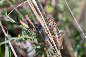 Gomphocerippus rufus (Acrididae)  - Gomphocère roux, Gomphocère, Gomphocère fauve - Rufous Grasshopper Meuse [France] 08/10/2010 - 350mM?le ? gauche femelle ? droite