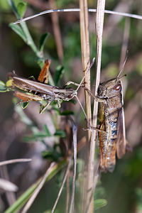 Gomphocerippus rufus (Acrididae)  - Gomphocère roux, Gomphocère, Gomphocère fauve - Rufous Grasshopper Meuse [France] 08/10/2010 - 350mM?le ? gauche femelle ? droite