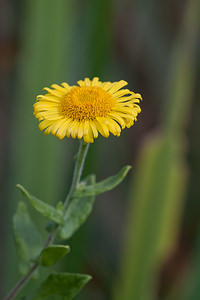 Inula salicina (Asteraceae)  - Inule saulière, Inule à feuilles de saule - Irish Fleabane Marne [France] 08/10/2010 - 170m