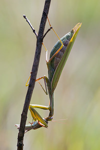 Mantis religiosa (Mantidae)  - Mante religieuse - Praying Mantis  [France] 09/10/2010 - 240m